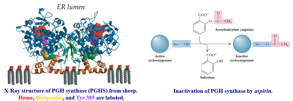 Aspirin Action