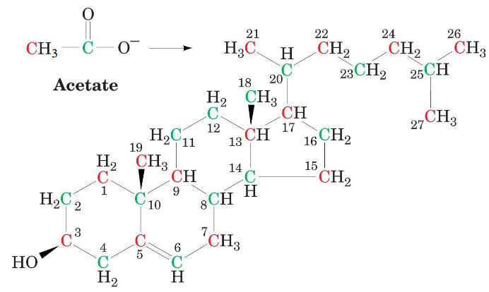 All Carbons in Cholesterol are from Acetate