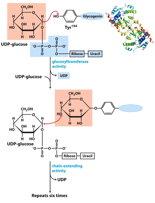 Glycogenin Catalyzes these Reactions