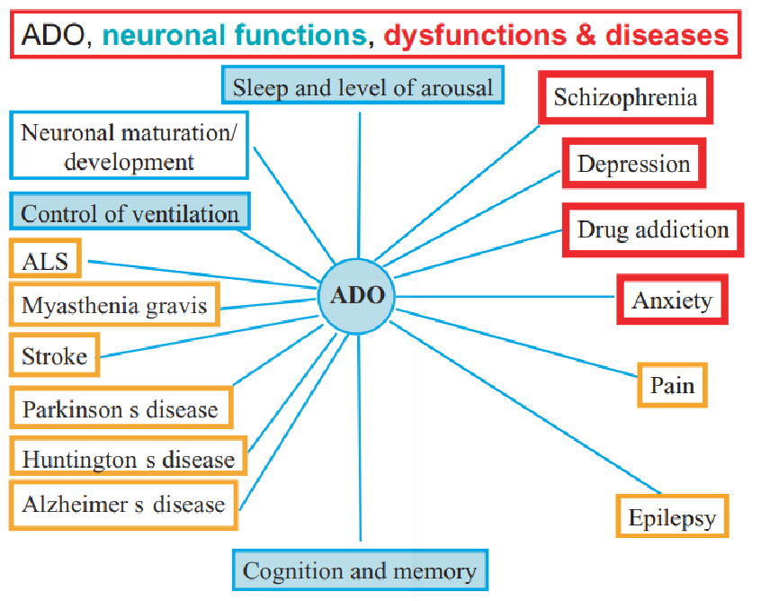 Autocoid Functions