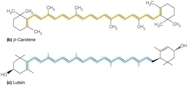 Structure of Lutein and beta-Carotene