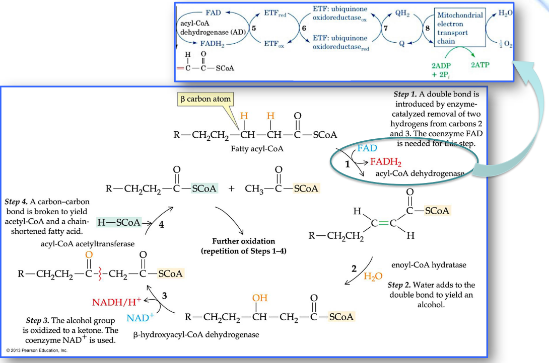 Beta-Oxidation Cycle