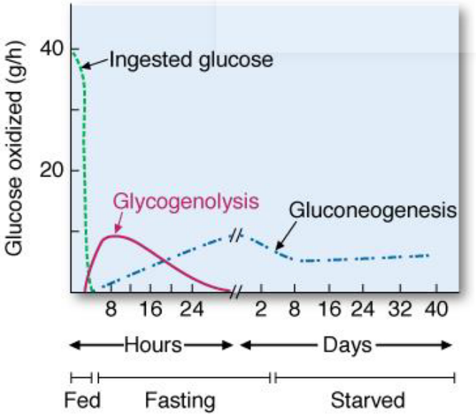 Sources of Blood Glucose