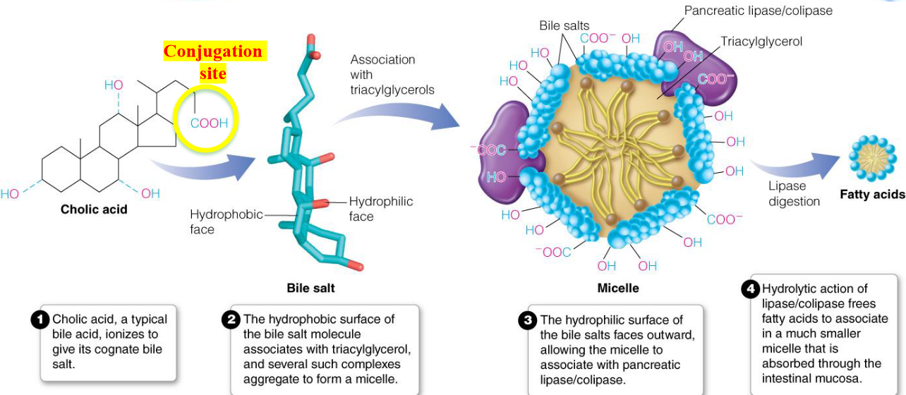 Bile Salts