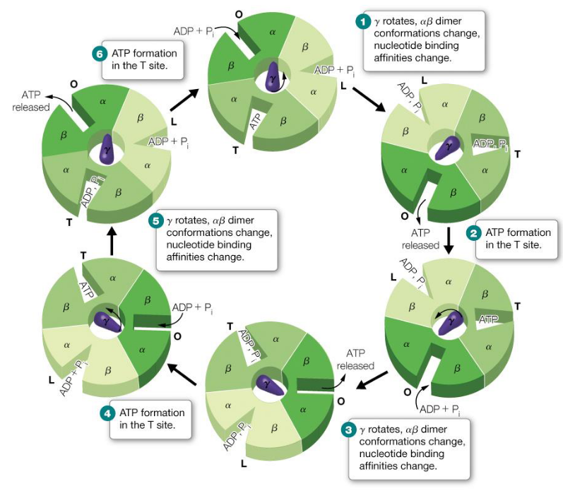 Boyer Mechanism