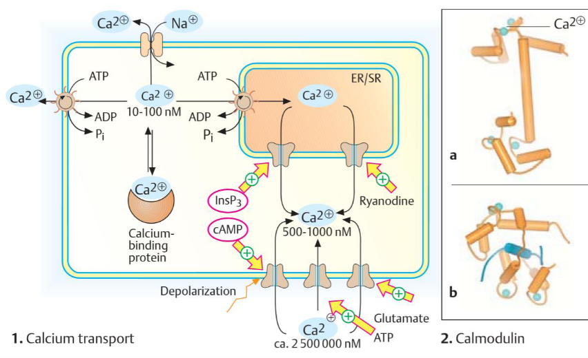 Ca^2+^ Ion Action