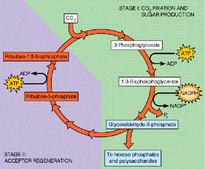 Calvin Cycle