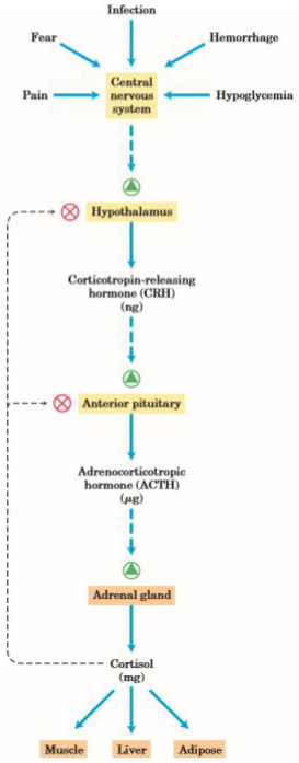 Cascade of Hormones