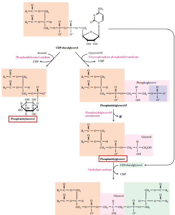 CDP-diacylglycerol as a Precursor Molecule for Other Phospholipids