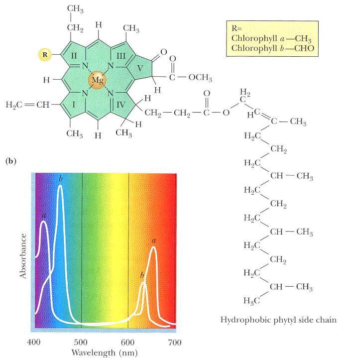 Structure of Chlorophyll and its Absorbance