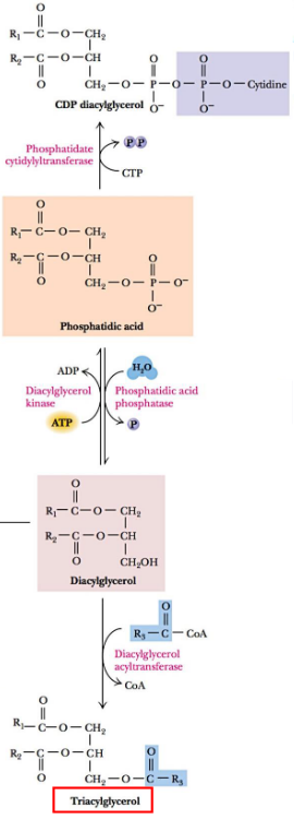 Precursors for Synthesizing Glycerolipids