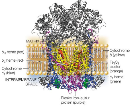 Structure of Complex III