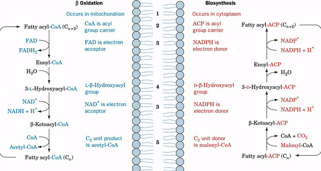 Comparison Between Fatty Acid Beta Oxidation and Fatty Acid Biosynthesis