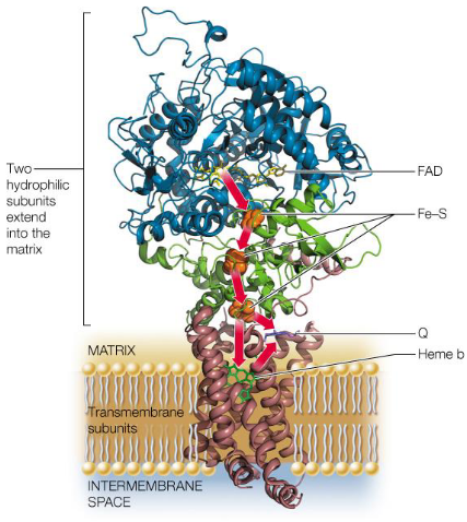 Structure of Complex II