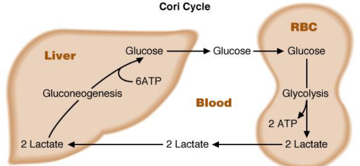 Cori Cycle