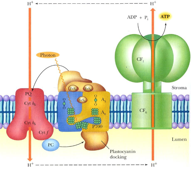 Cyclic Photophosphorylation