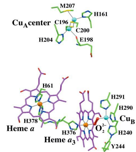 Redox Sites of Cytochrome C Oxidase