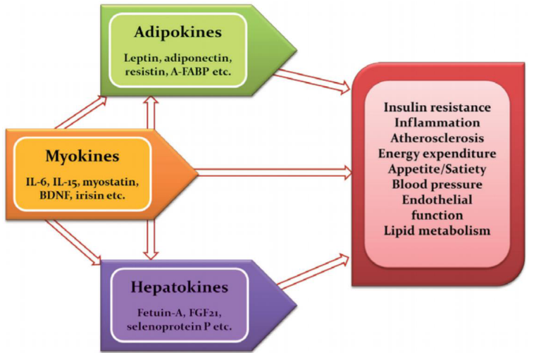 Some Cytokines