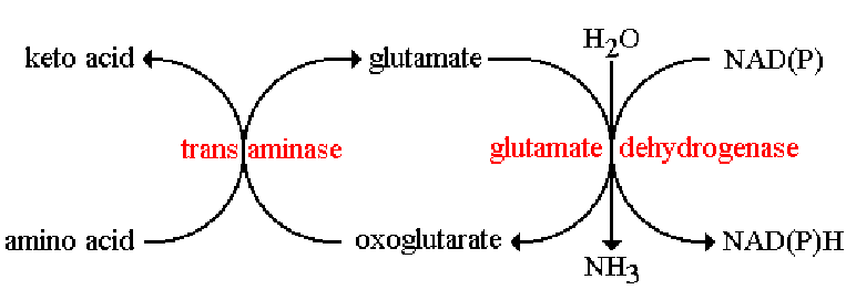 Transdeanimase in Action