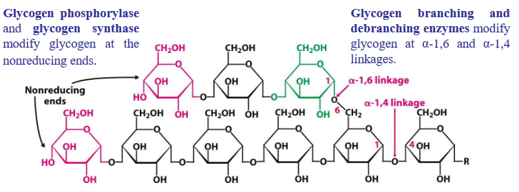 Enzymes for Glycogen Metabolism