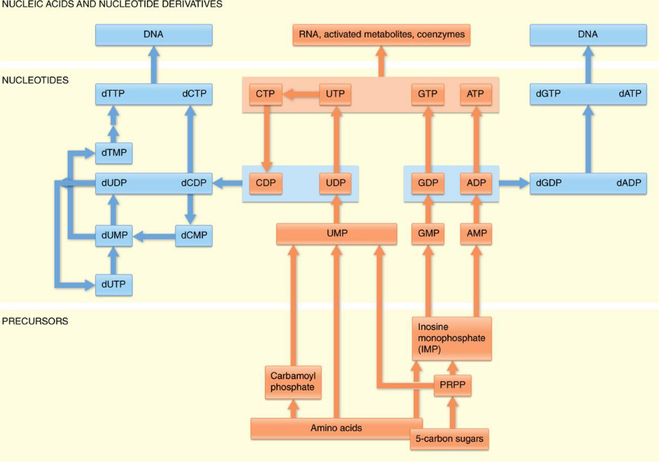 De novo Pathways