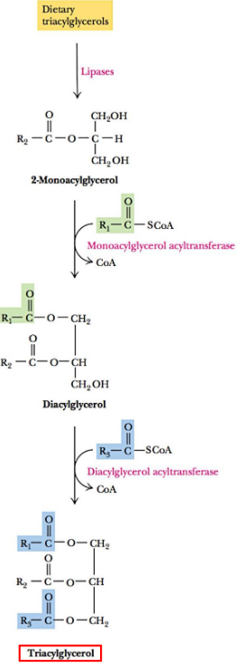 Dietary Cholesterol Digestion