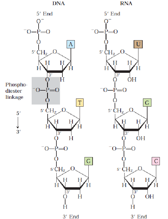 Nucleotide Linkages in DNA