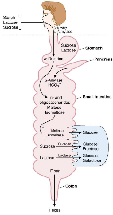 Sugar Processing in Humans