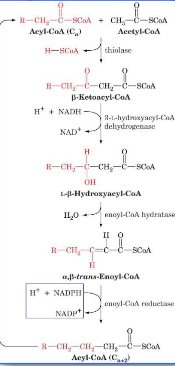 Elongation of Fatty Acids