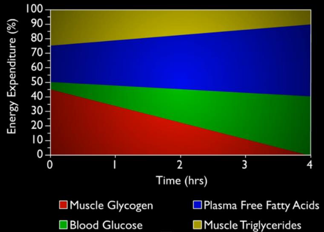 Energy Expenditure During Exercise