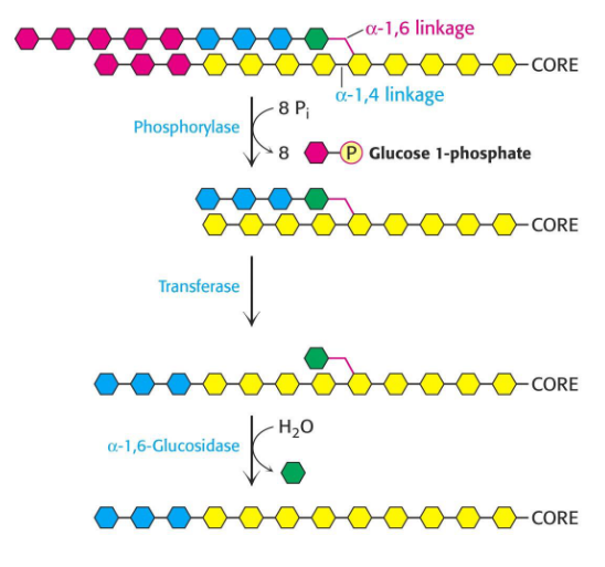 Additional Enzymes Needed for Glycogenolysis