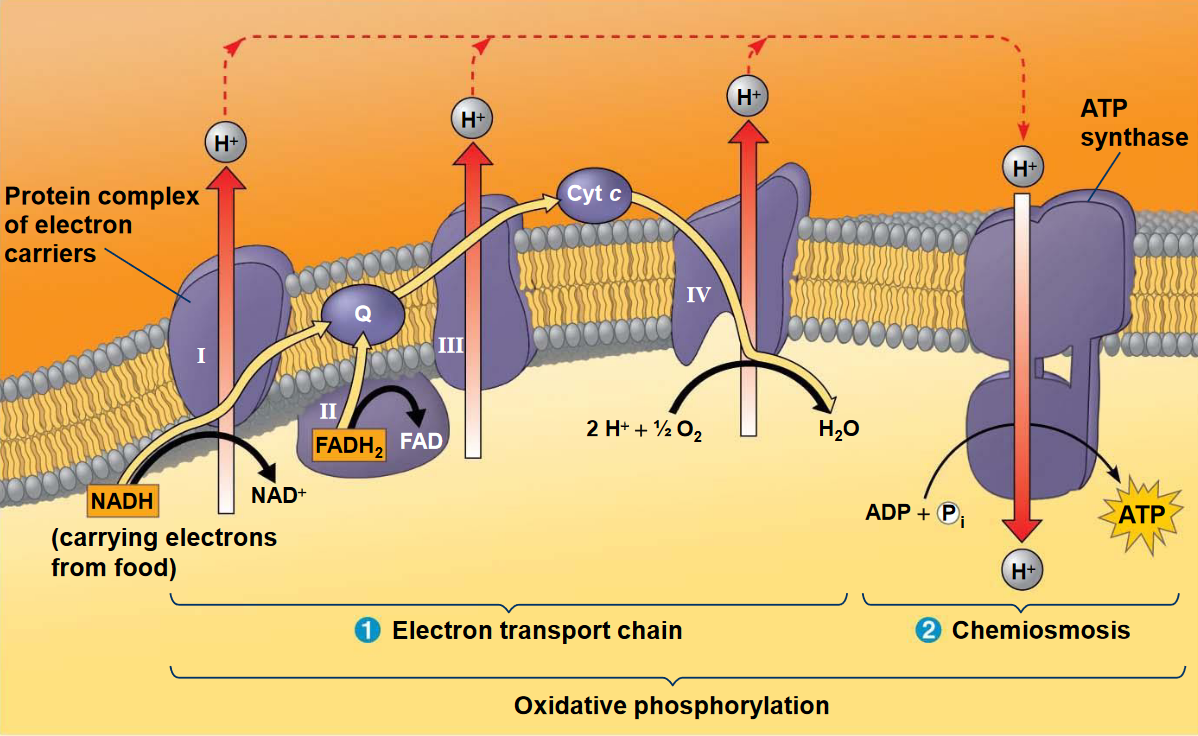 Electron Transport Chain