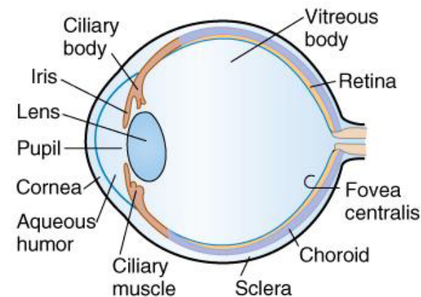 Structure of the eye