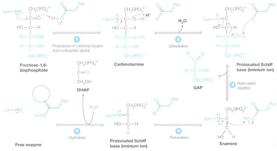 Mechanism of Aldolase