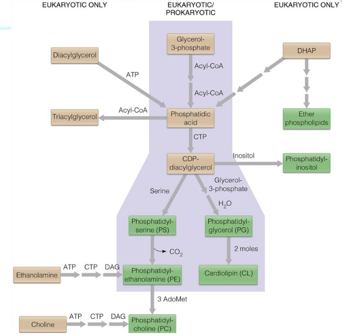 Pathways of glycerophospholipid biosynthesis