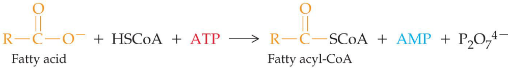 Conversion of Fatty Acids