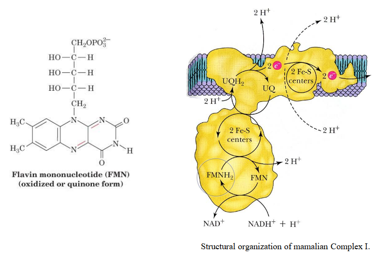 Complex I