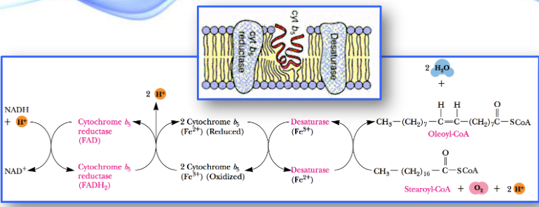 Formation of Unsaturated Fatty Acids