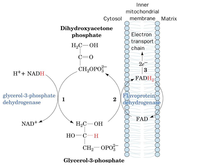 Glycerophosphate Shuttle