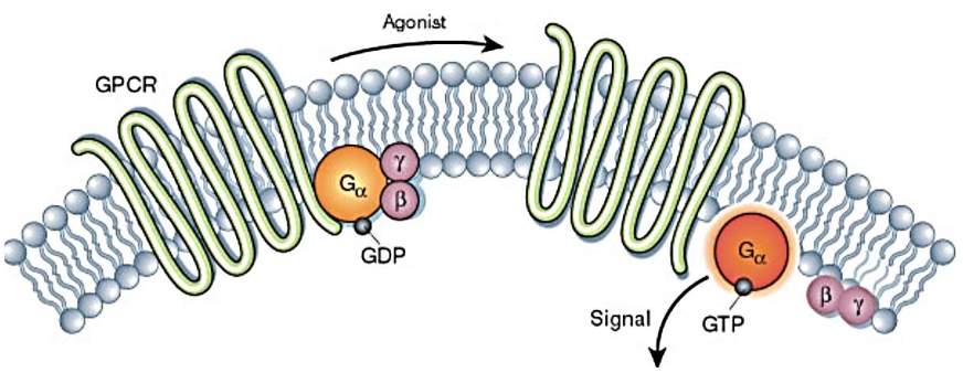 7-Helix Receptors