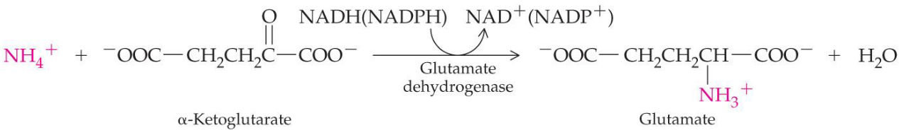 Glutamate Synthesis