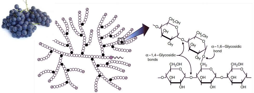 Structure of Glycogen