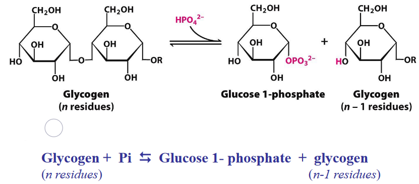 Glycogen Breakdown