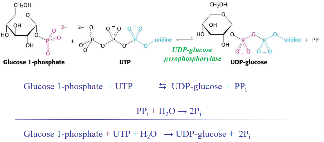 Glycogenesis in a Nutshell