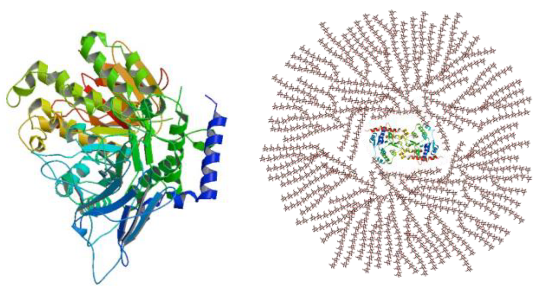 Structure and Function of Glycogenin