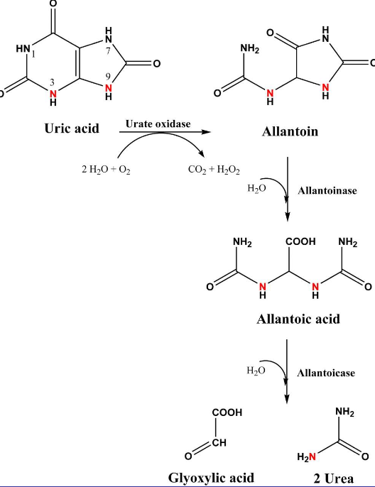 Urea Oxidase in Action