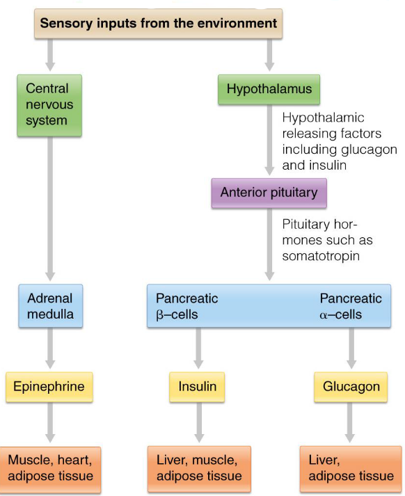 Hierarchical Control of Hormones