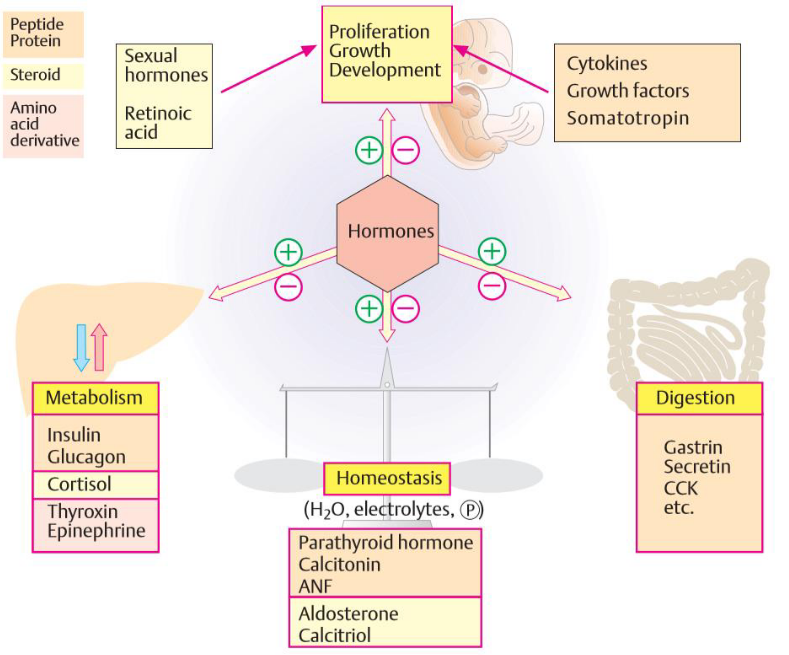 Hormonal Regulation