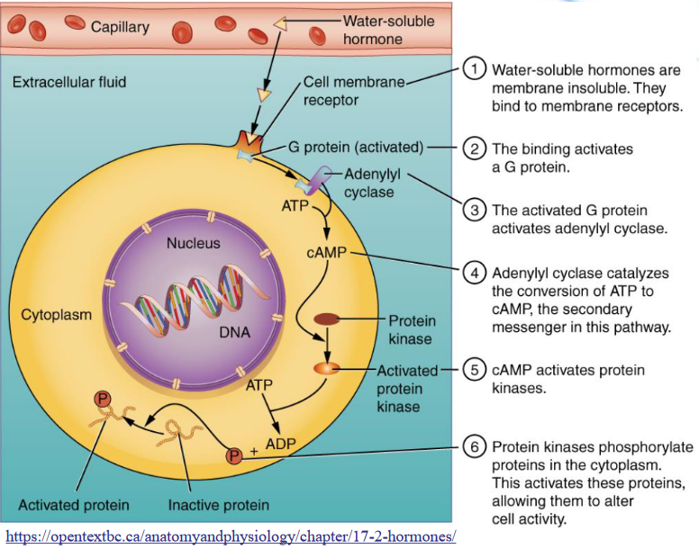 Mechanism of Hydrophilic Hormones