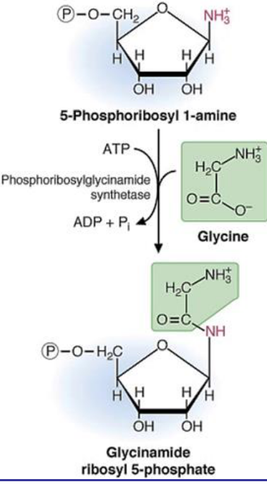 Second Step of IMP Biosynthesis